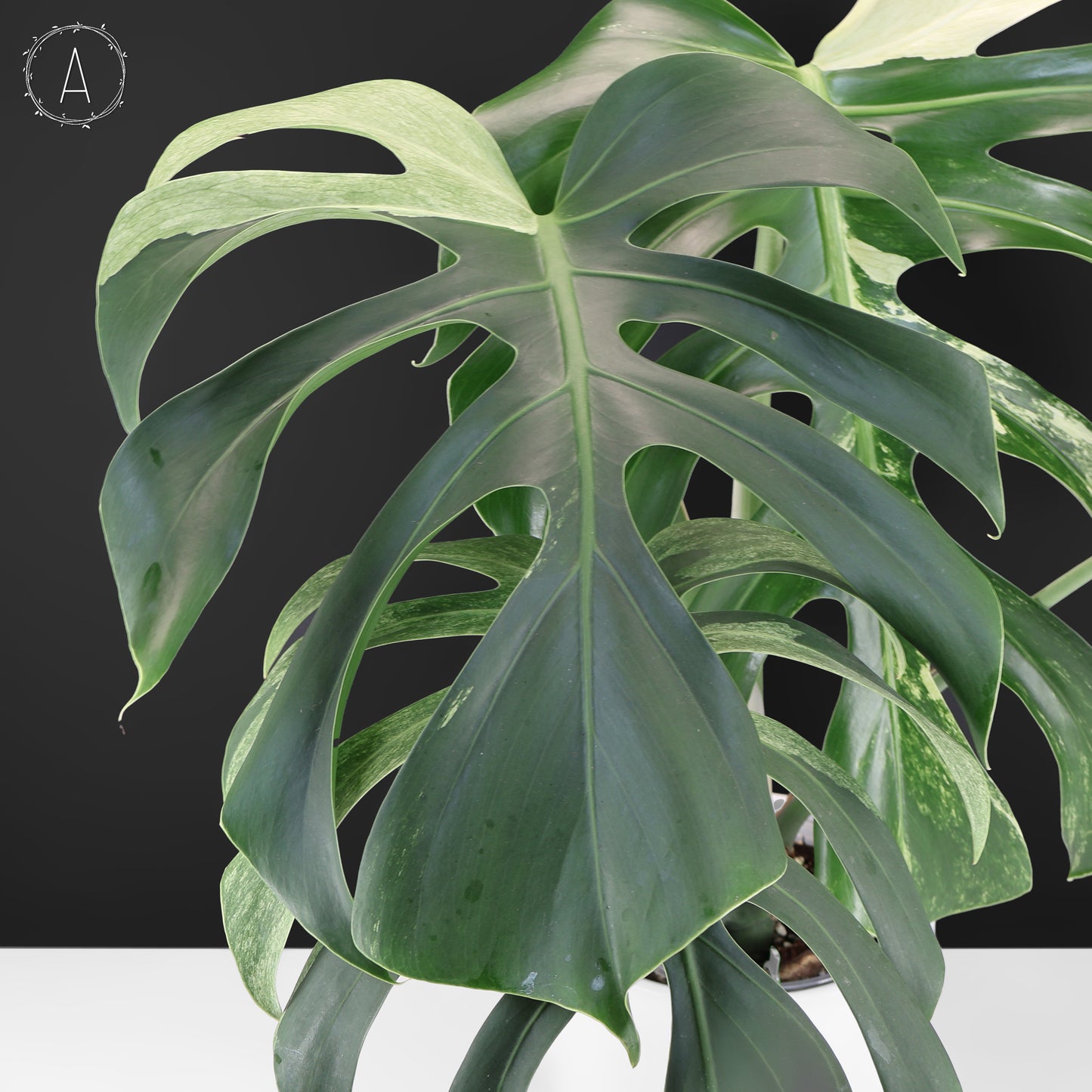 Monstera Jungle Mint (sin TC)