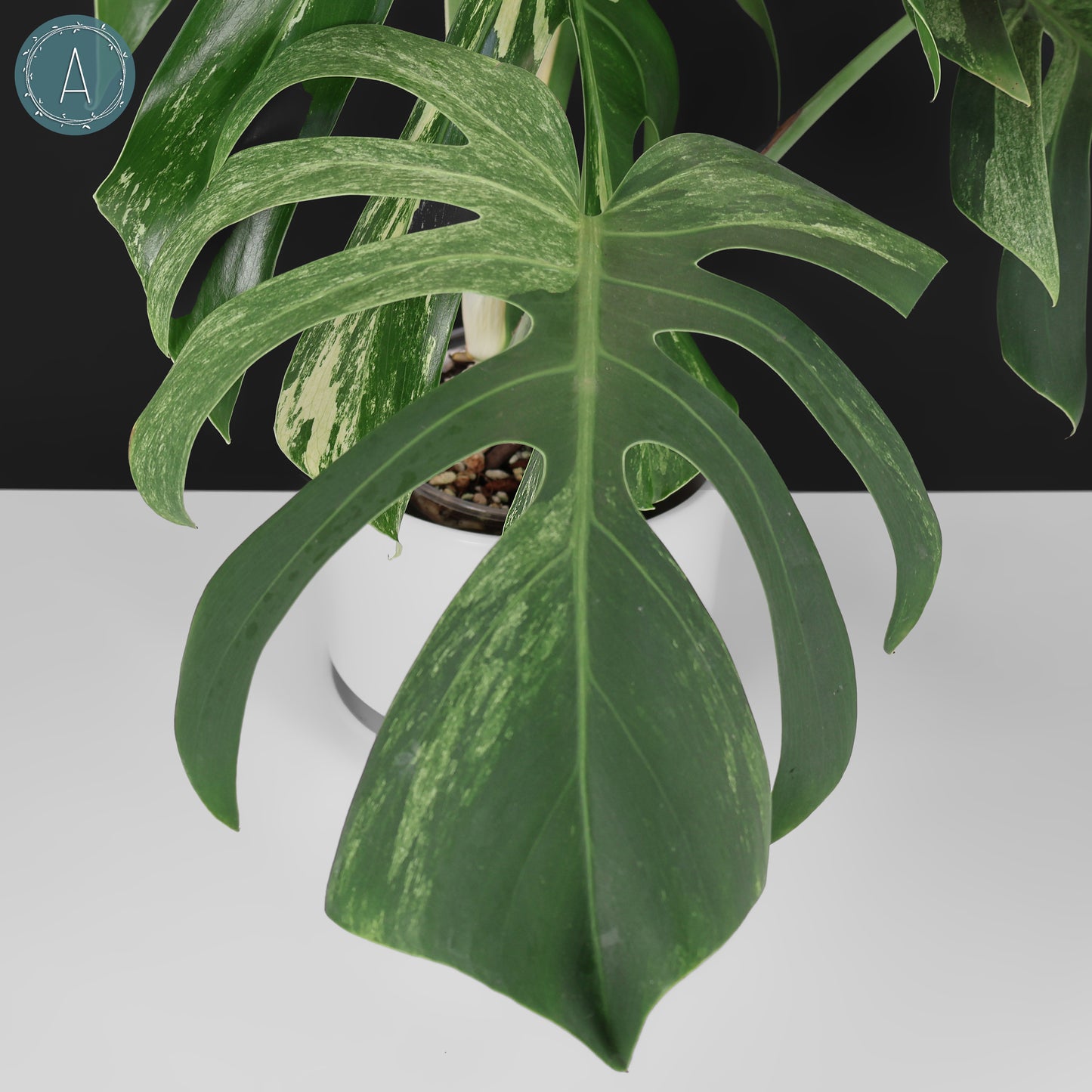 Monstera Jungle Mint (sin TC)