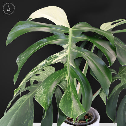 Monstera Jungle Mint (sin TC)