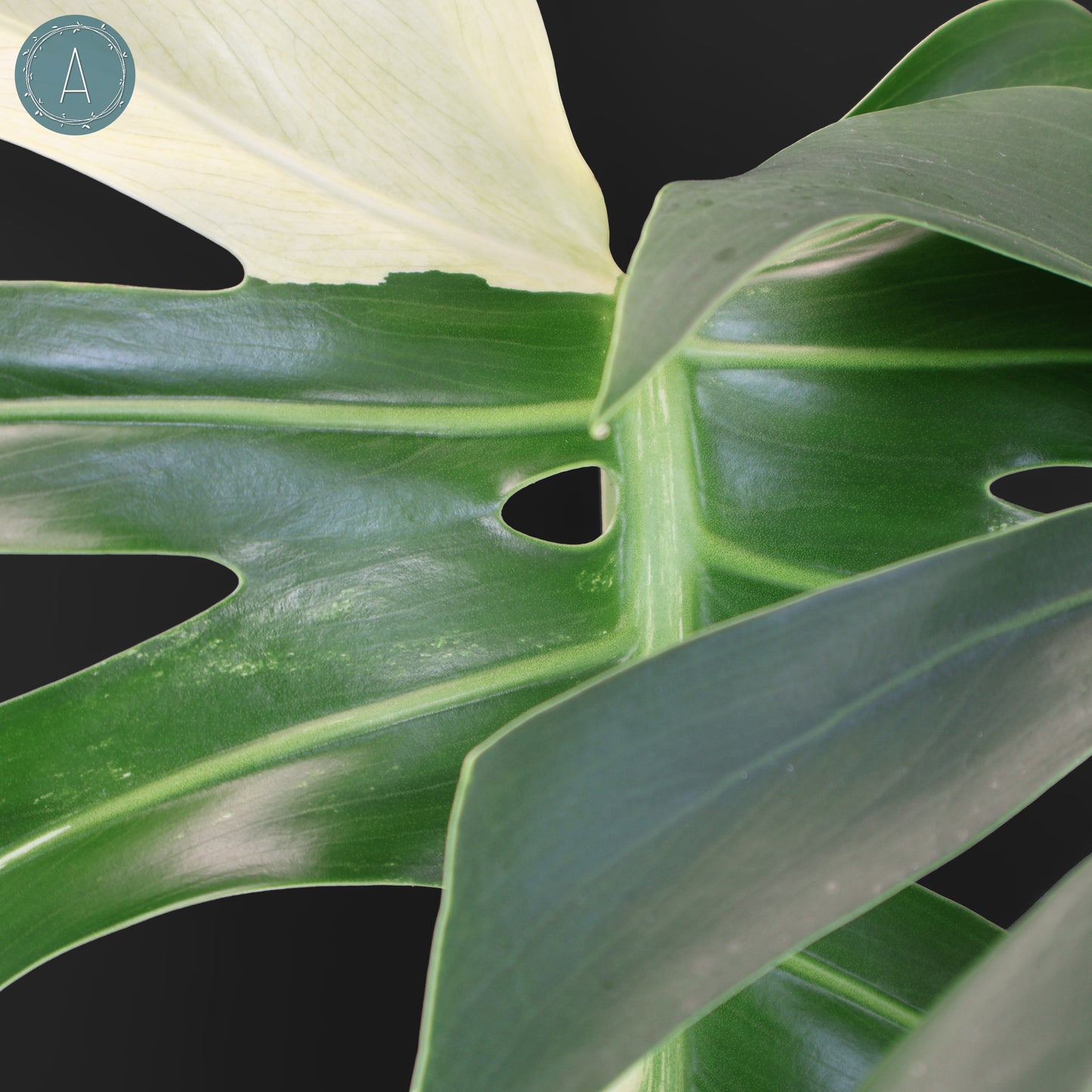 Monstera Jungle Mint (sin TC)