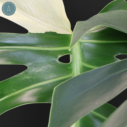 Monstera Jungle Mint (sin TC)