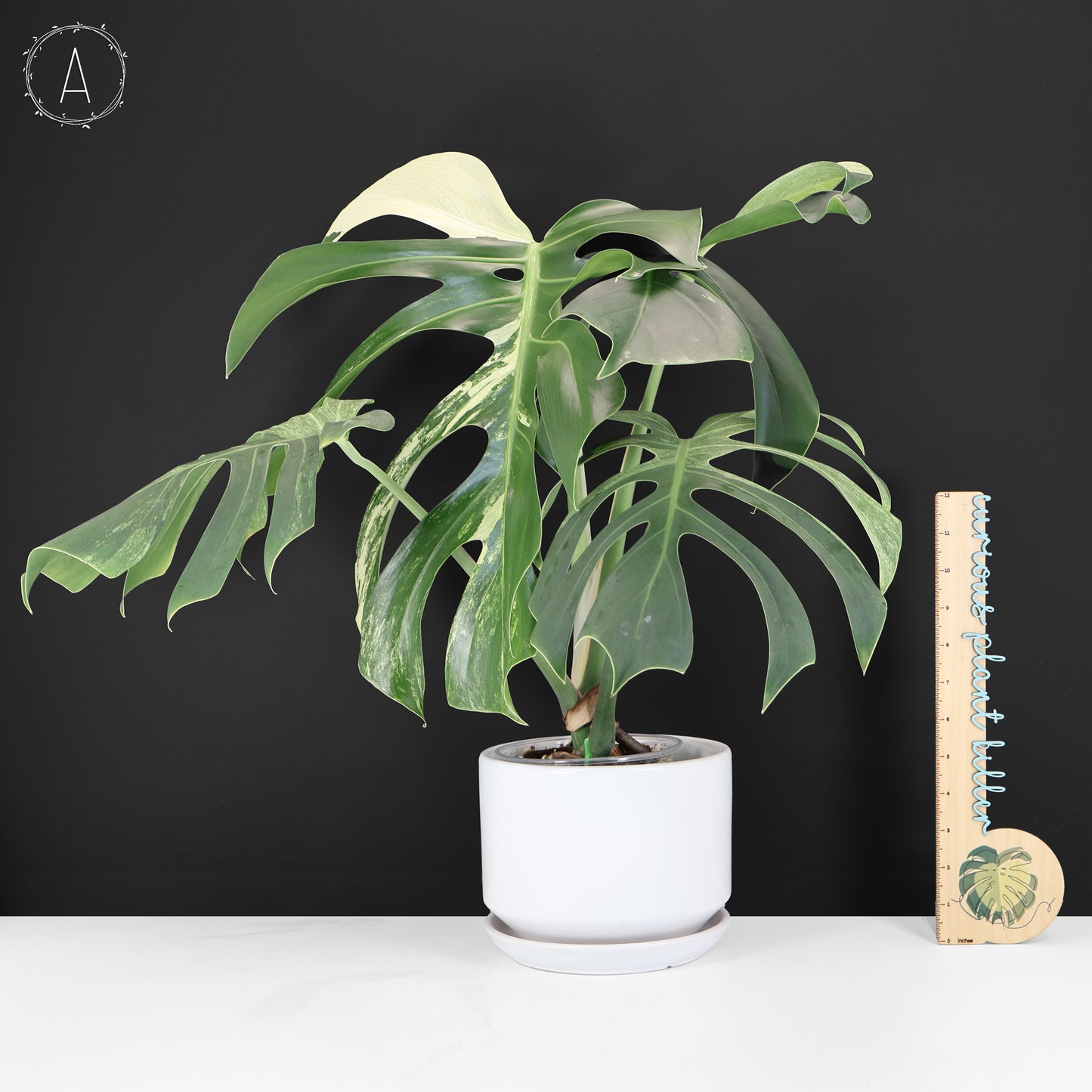 Monstera Jungle Mint (sin TC)