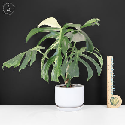 Monstera Jungle Mint (sin TC)
