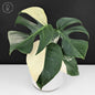 Monstera Jungle Mint (Non-TC)
