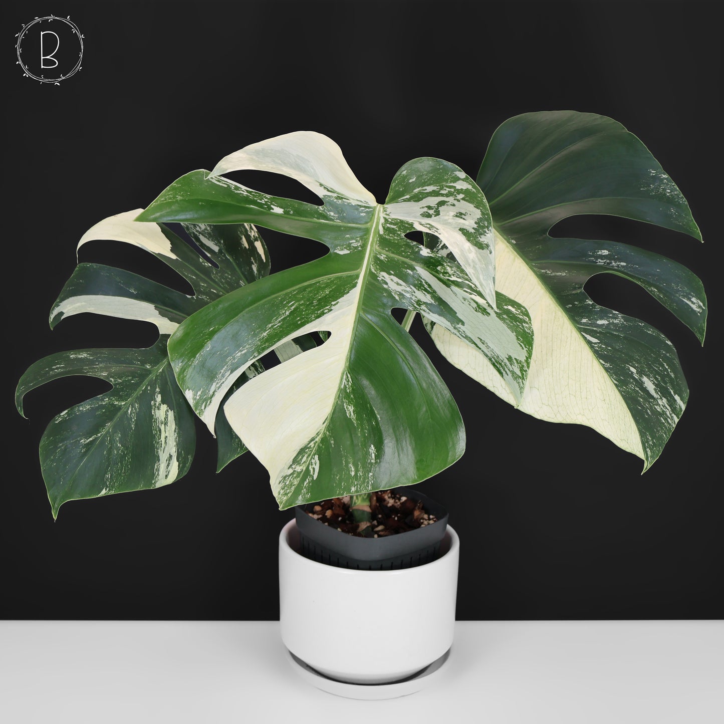 Monstera Jungle Mint (sin TC)