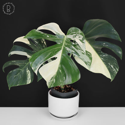 Monstera Jungle Mint (sin TC)