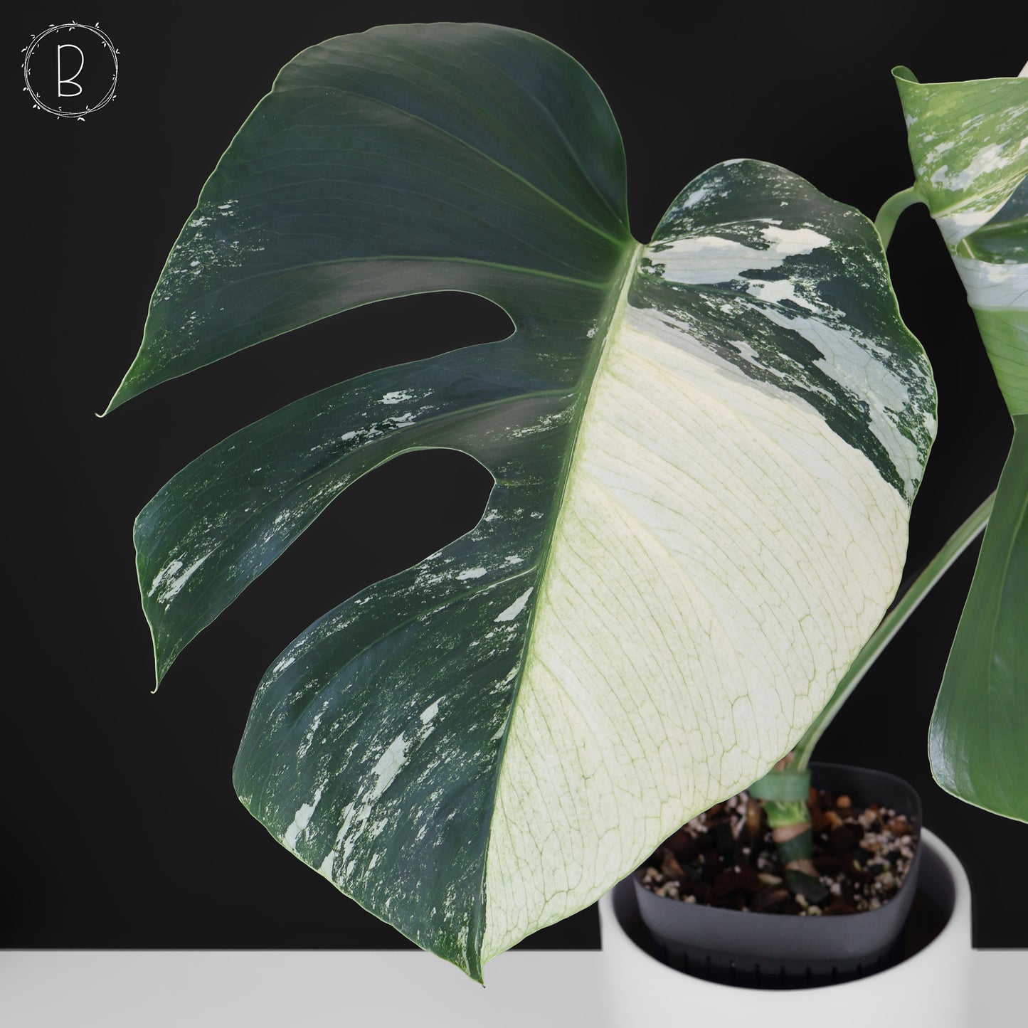 Monstera Jungle Mint (sin TC)