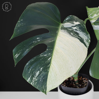 Monstera Jungle Mint (sin TC)