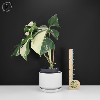 Monstera Jungle Mint (sin TC)