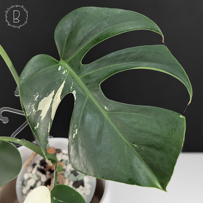 Monstera Jungle Mint (Non-TC)