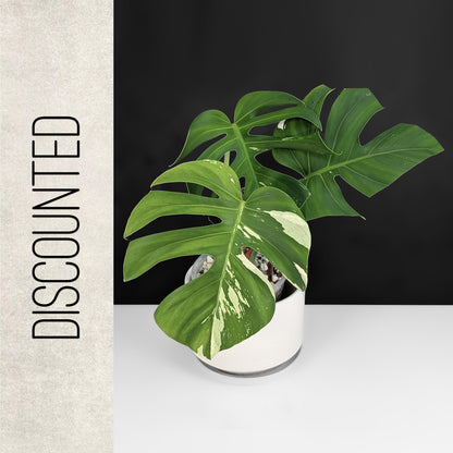 Monstera Jungle Mint (Non-TC)