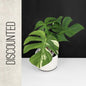 Monstera Jungle Mint (Non-TC)