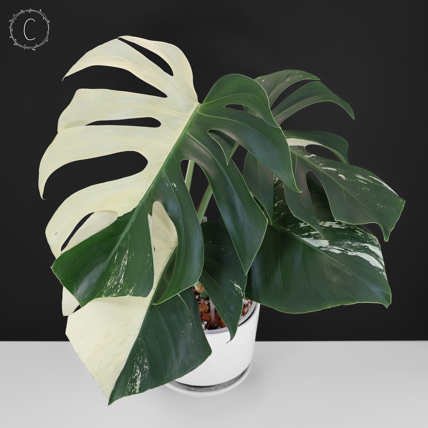 Monstera Jungle Mint (sin TC)