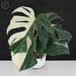 Monstera Jungle Mint (sin TC)