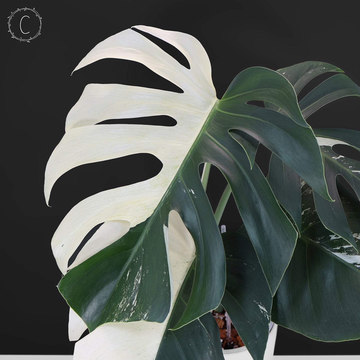 Monstera Jungle Mint (sin TC)