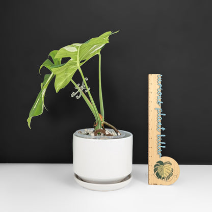 Monstera Jungle Mint (Non-TC)