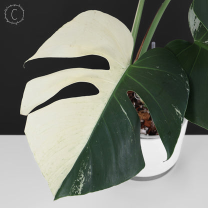 Monstera Jungle Mint (sin TC)