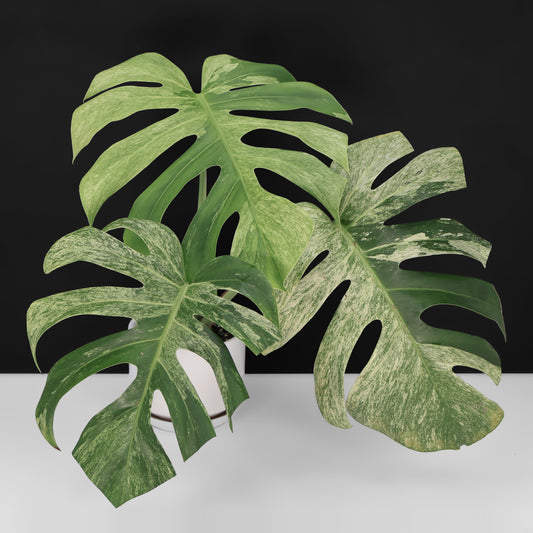 Monstera Jungle Mint (Non-TC)