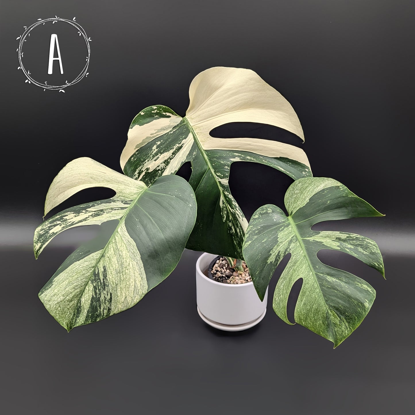 Monstera Mint "Jungle Mint" (Non-TC)