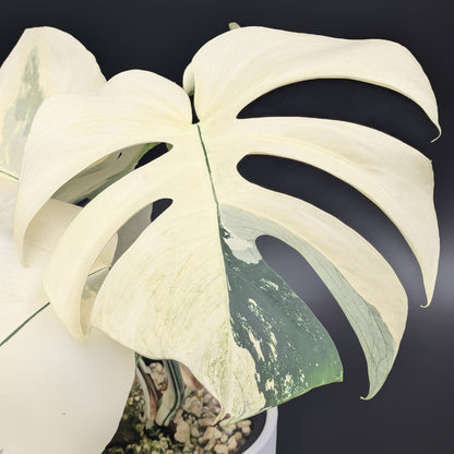 Monstera Mint "Jungle Mint" (Non-TC)