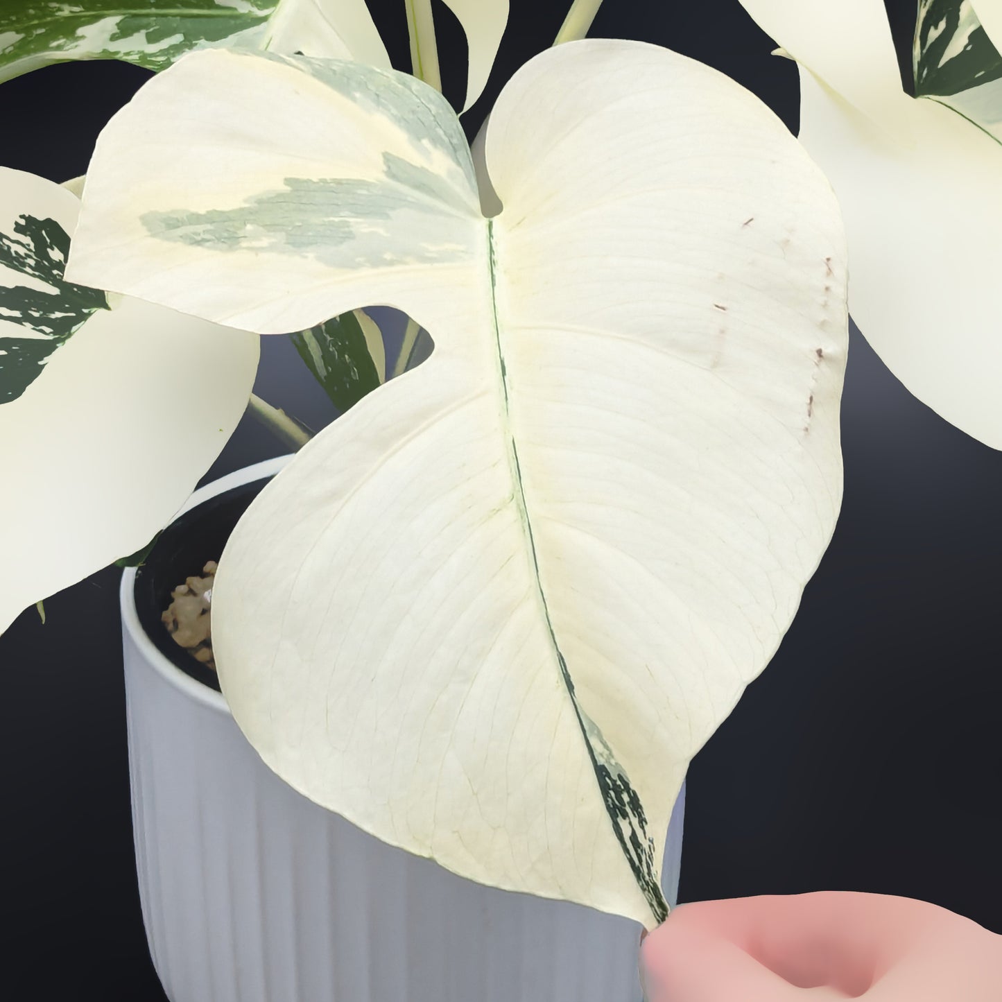 Monstera Mint "Jungle Mint" (Non-TC)