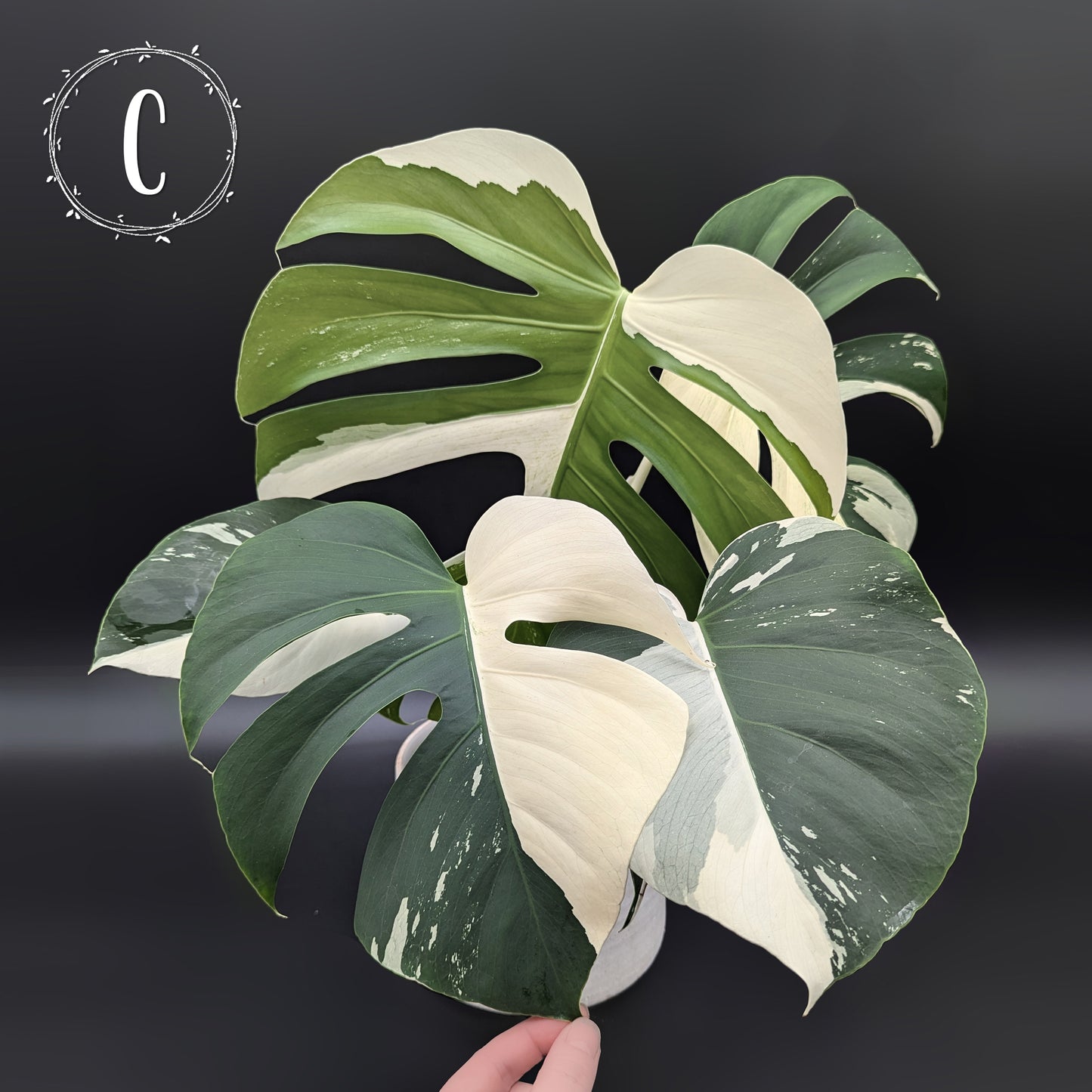 Monstera Mint "Jungle Mint" (Non-TC)