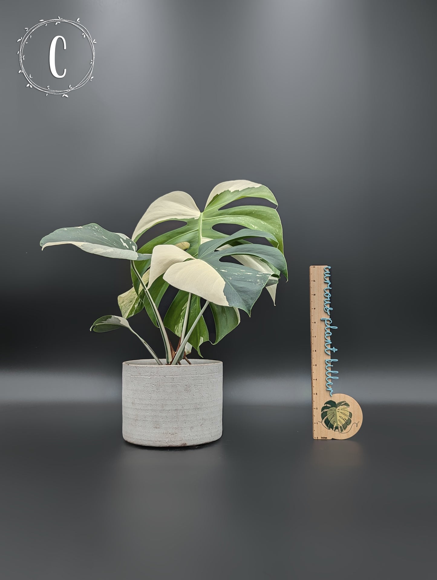 Monstera Mint "Jungle Mint" (Non-TC)