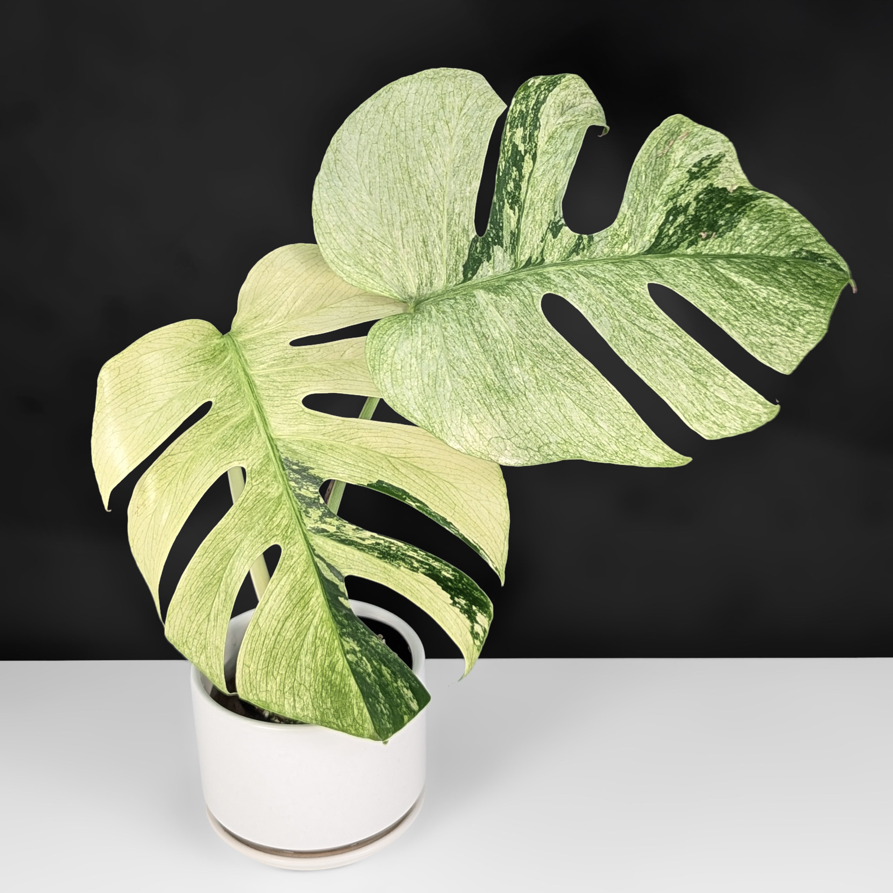 Monstera Mint NoID (Non-TC) – Curious Plant Killer