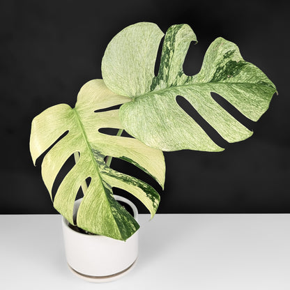 monstera mint price Monstera Mint NoID (Non-TC) – Curious Plant Killer