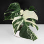 Monstera Mint "Jungle Mint" (Non-TC) - Live Auction