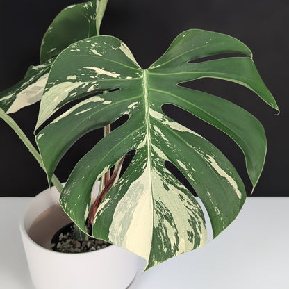 Monstera Mint "Jungle Mint" (Non-TC) - Live Auction