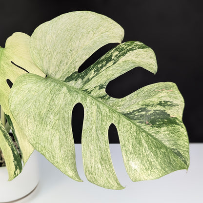 monstera mint noid Monstera Mint NoID (Non-TC) – Curious Plant Killer