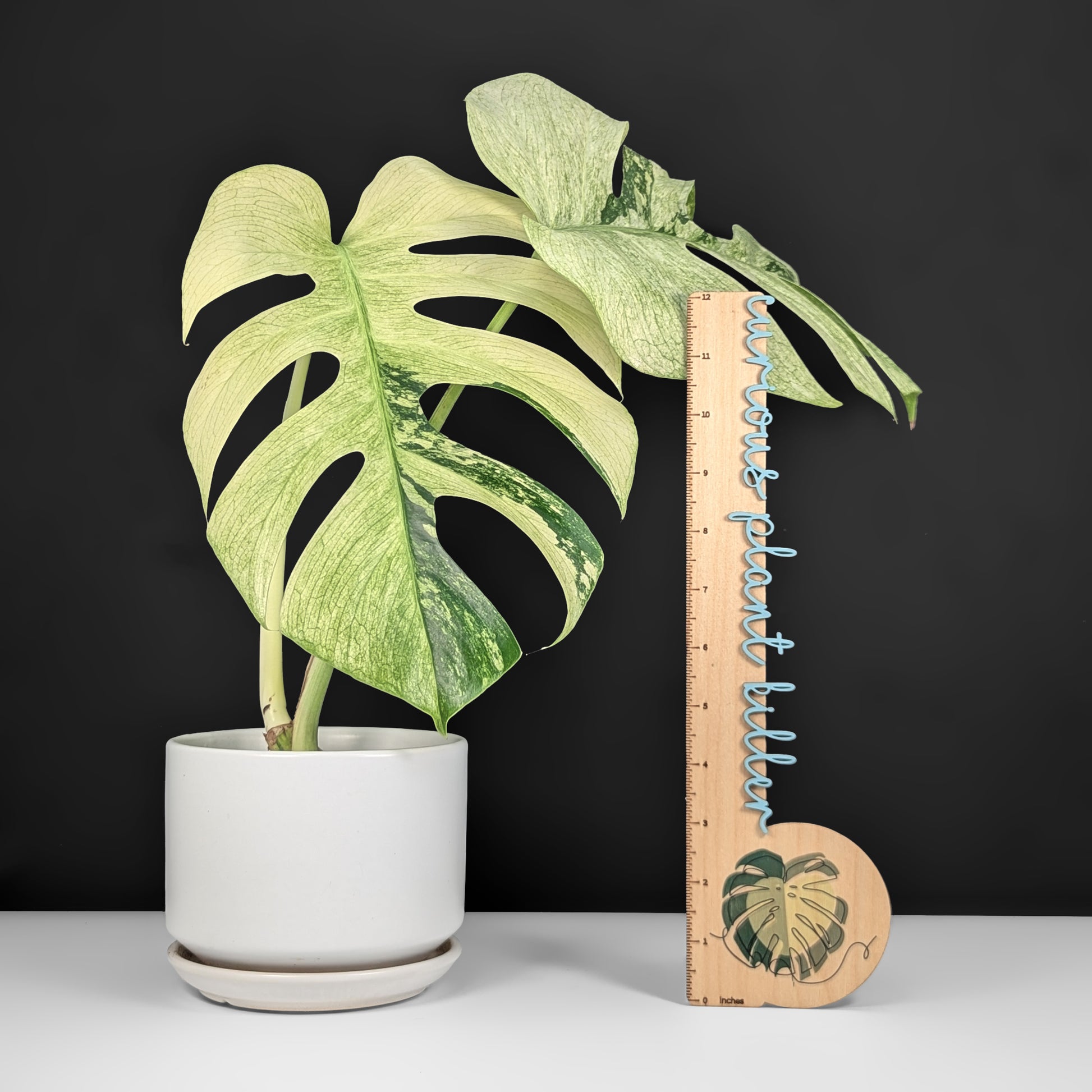 monstera mint noid Monstera Mint NoID (Non-TC)