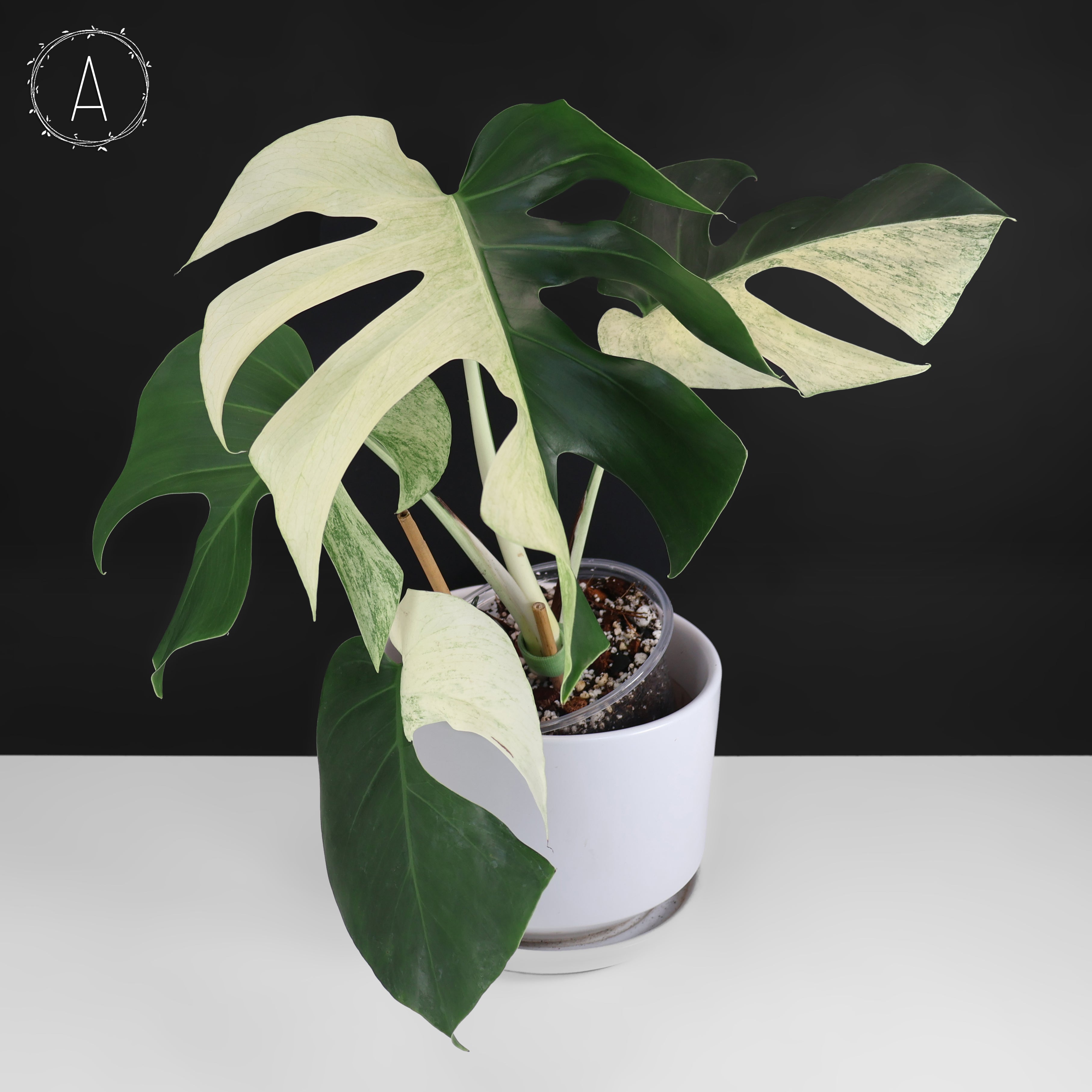 Monstera Jungle Mint (Non-TC) – Curious Plant Killer