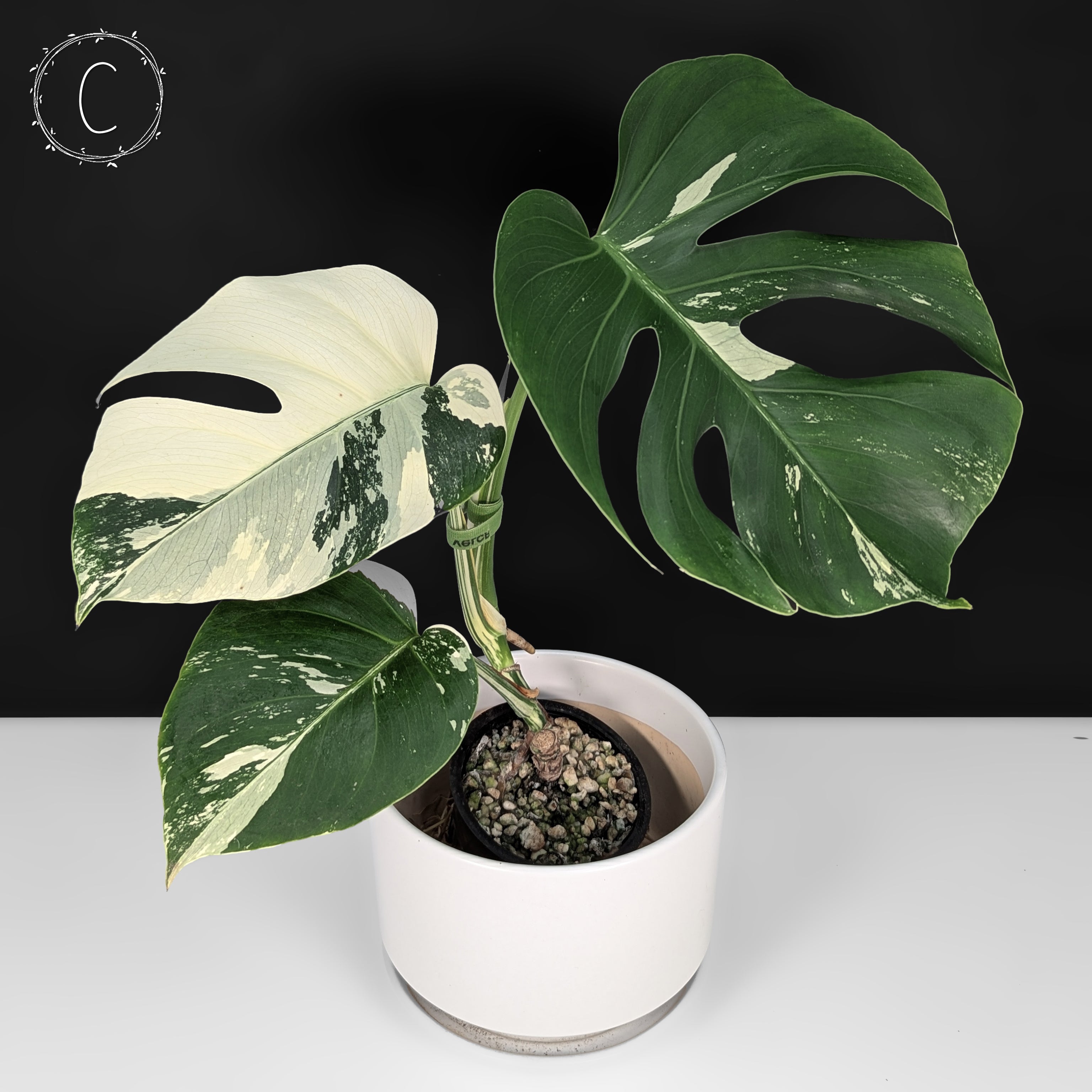 Monstera Jungle Mint (Non-TC) – Curious Plant Killer