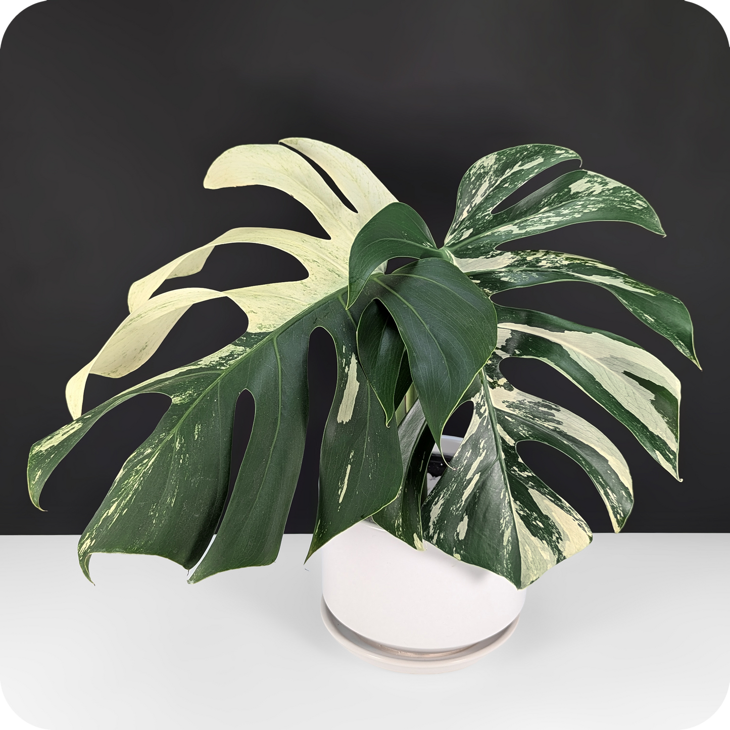 Monstera Mint "Jungle Mint" (Non-TC)