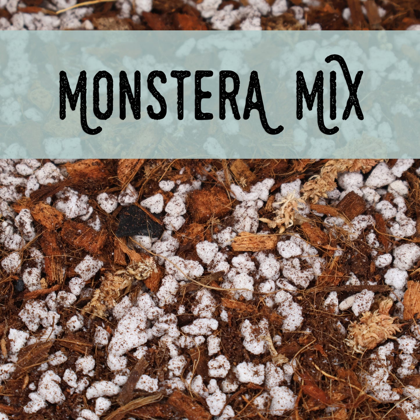 Monstera Mix