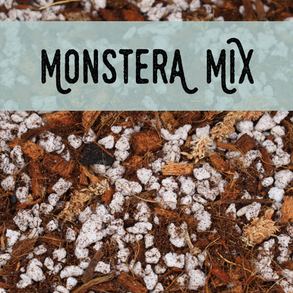 Monstera Mix