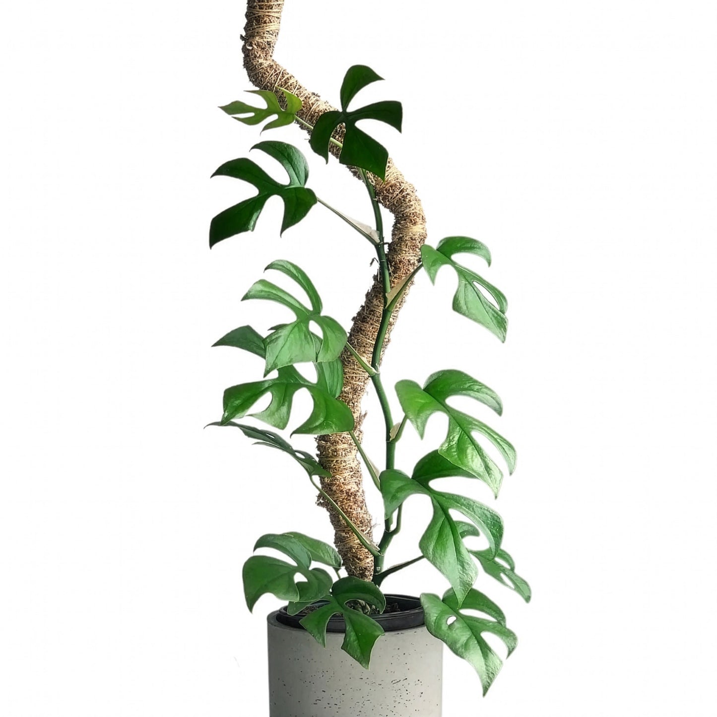 Mossify's Bendable Moss Pole™