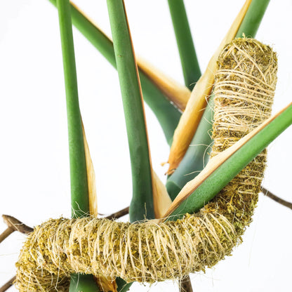 Mossify's Bendable Moss Pole™