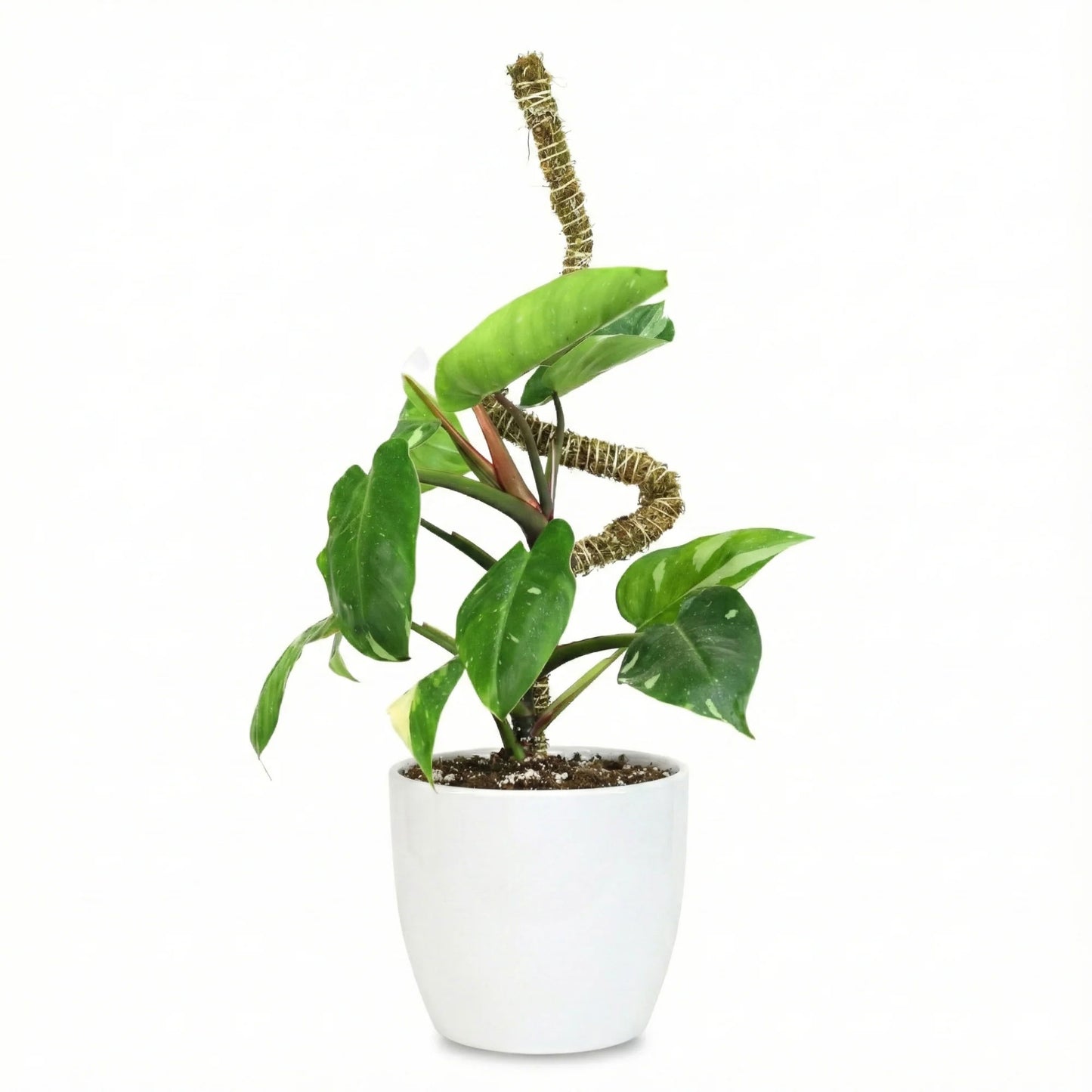 Mossify's Thin Bendable Moss Pole™ (3 Pack)