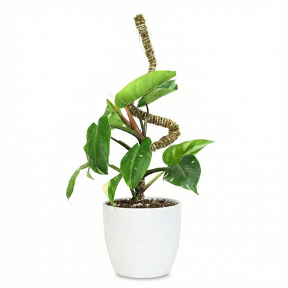 Mossify's Thin Bendable Moss Pole™ (3 Pack)