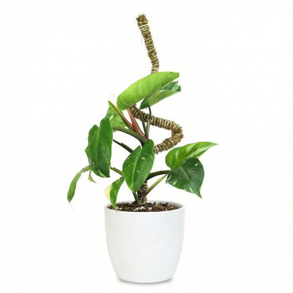 Mossify's Thin Bendable Moss Pole™ (3 Pack)