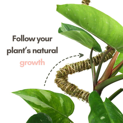 Mossify's Thin Bendable Moss Pole™ (3 Pack)