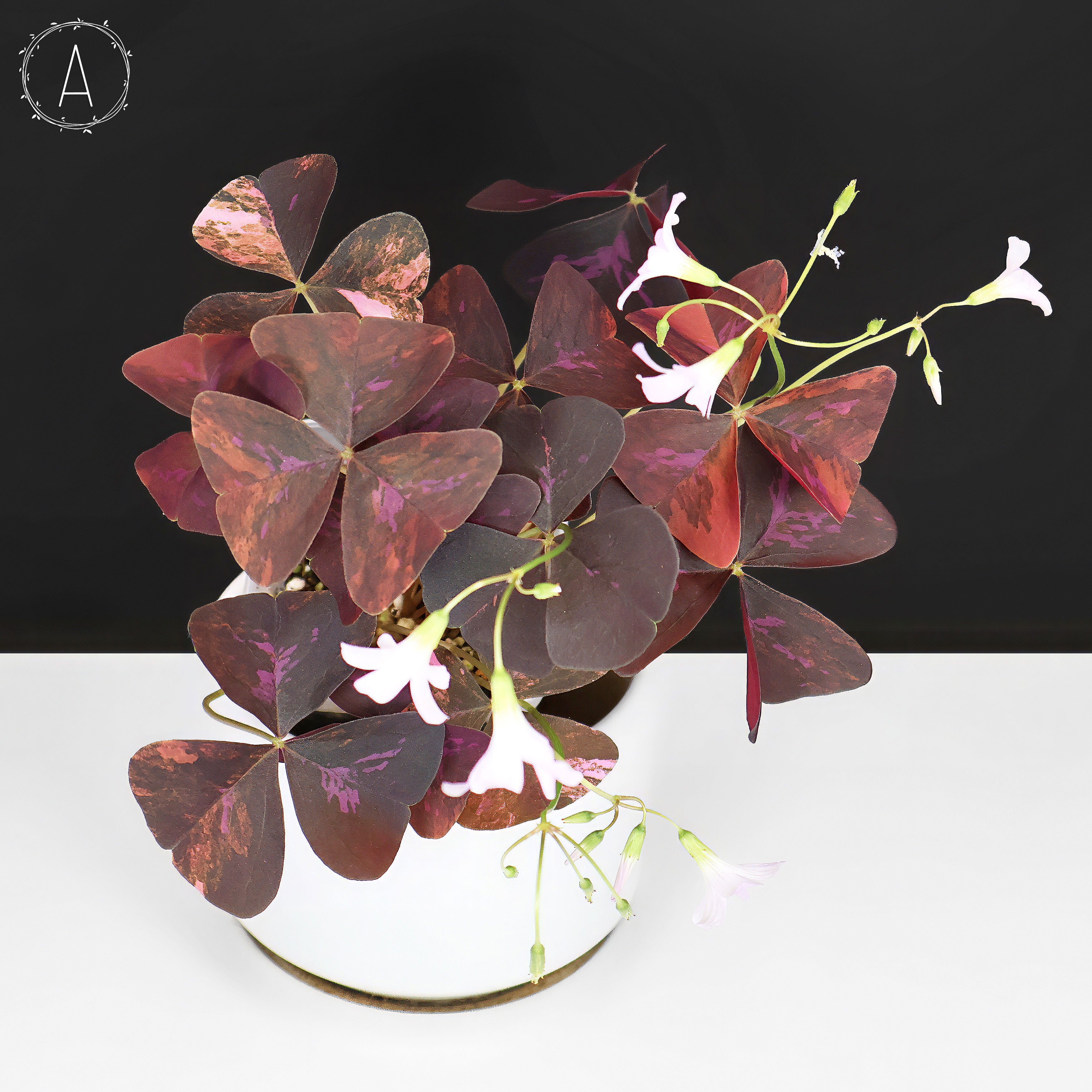 Oxalis Triangularis Variegated – Curious Plant Killer