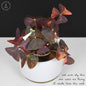 Oxalis triangularis abigarrado