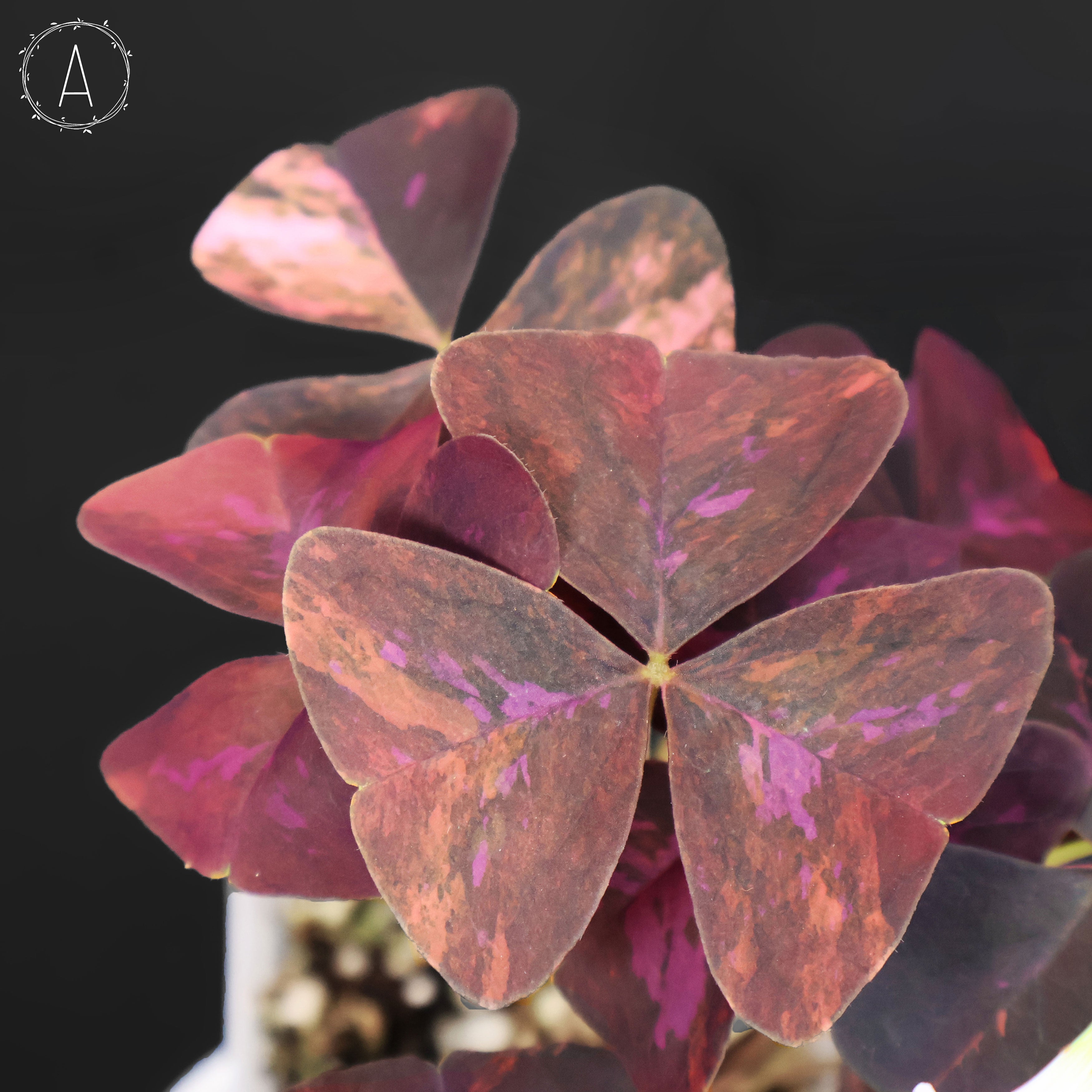 Oxalis Triangularis Variegated – Curious Plant Killer