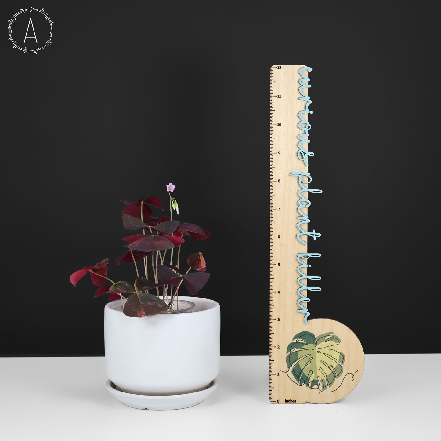 Oxalis triangularis abigarrado