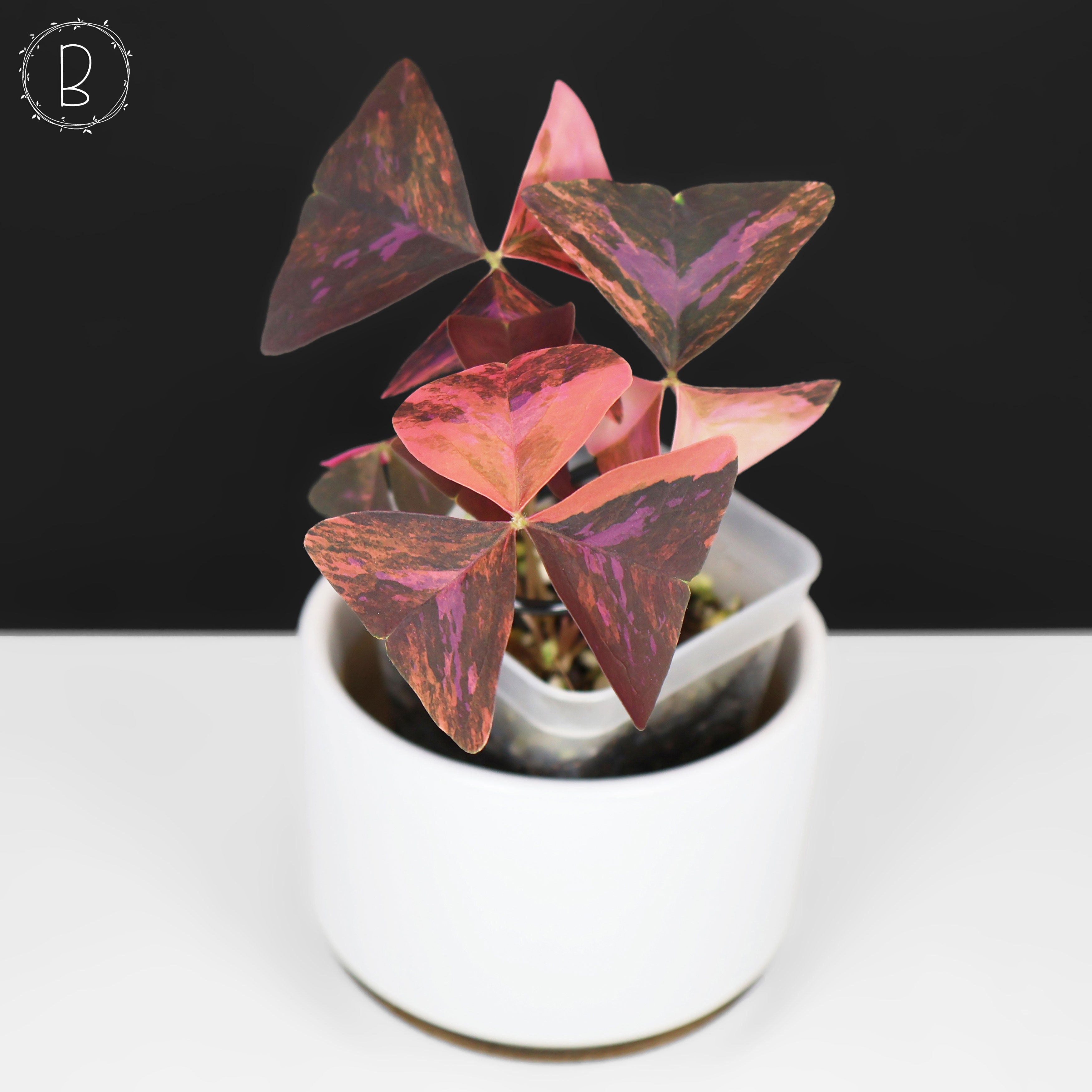 Oxalis Triangularis Variegated – Curious Plant Killer