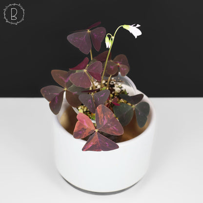 Oxalis triangularis abigarrado
